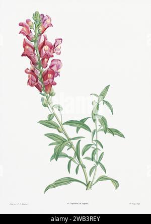 Illustrazione botanica d'epoca. arte botanica del xix secolo che raffigura la fisiologia delle piante e dei fiori. Circa 1805 Foto Stock