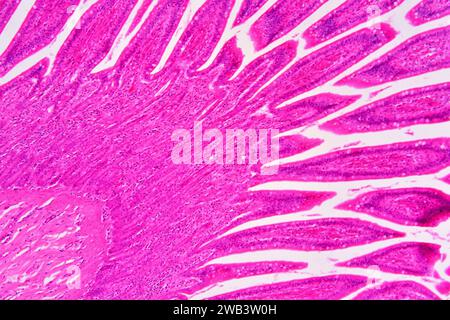 Intestino tenue umano che mostra mucosa con le cripte di Lieberkhun. X75 a 10 cm di larghezza. Foto Stock