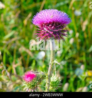 Fiore rosa del tistle del latte in fiore nella mattina d'estate. Piante mediche. Foto Stock