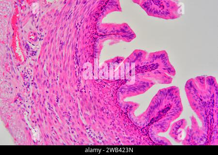 Provetta di Falopia che mostra dall'esterno (sinistra) all'interno: Sierosa, subsierosa, vasi sanguigni, strato di muscularis, sottomucosa, mucosa, lamina propria e ciliata Foto Stock