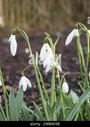 Galanthus elwesii "signora Macnamara”. Foto Stock