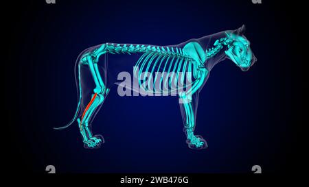 Extensor digitorum lateralis gamba muscolo leone anatomia muscolare per il concetto medico illustrazione 3D. Foto Stock