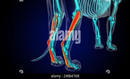 Flessor digitorum superficialis muscolo gamba leone anatomia muscolare per il concetto medico illustrazione 3D. Foto Stock