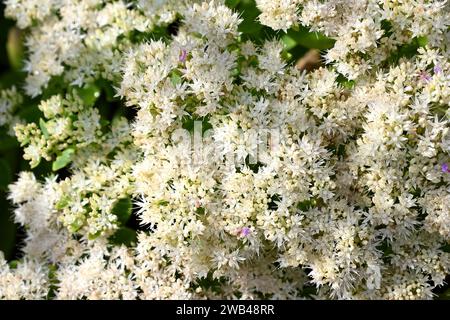 Fiori autunnali bianchi di sedum Hylotelephium spectabile alba, o pianta di ghiaccio. Cresce nel giardino del Regno Unito a settembre Foto Stock