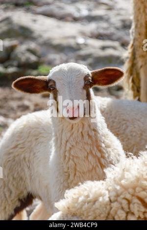 Ritratto di un giovane agnello con orecchie marroni che guarda la macchina fotografica a Malta. Foto Stock