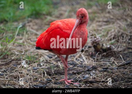 Un ibis Scarlet allo Zoo di Londra Foto Stock