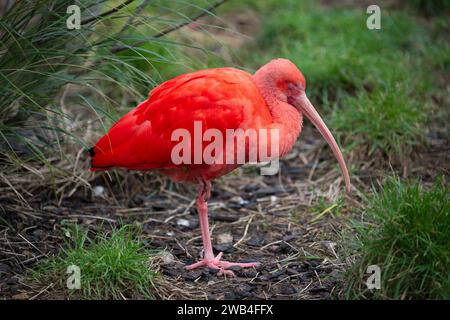 Un ibis Scarlet allo Zoo di Londra Foto Stock