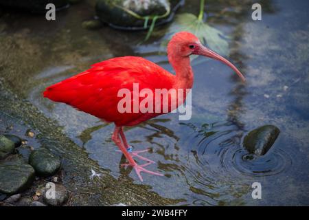 Un ibis Scarlet in acqua allo zoo di Londra Foto Stock