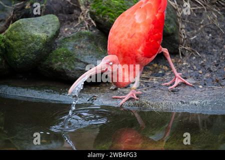 Acqua potabile Scarlet ibis allo zoo di Londra Foto Stock