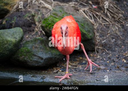 Un ibis Scarlet allo Zoo di Londra Foto Stock