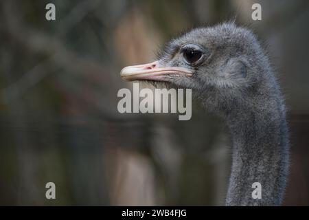 La testa di uno struzzo comune allo Zoo di Londra Foto Stock