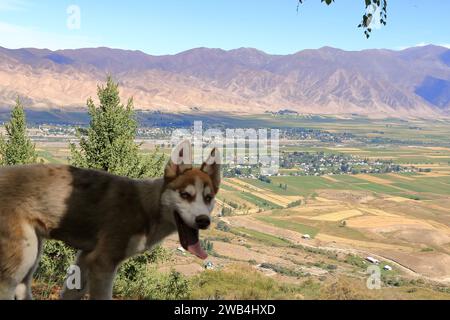 Un cane nel Parco Nazionale di Chong Kemin in Kirghizistan, in Asia centrale Foto Stock