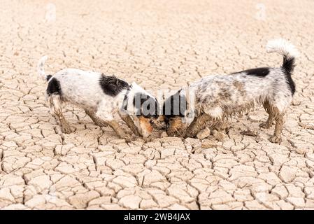 Due graziosi poco Jack Russell Terrier i cani sono lo scavo di sabbia sul terreno rotto. Foto Stock