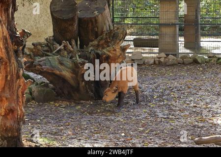 Un vitello di bufalo africano, un bufalo del capo, syncerus caffer nanus Foto Stock