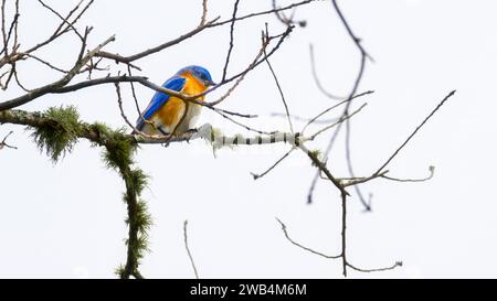 Un vivace Bluebird orientale maschio arroccato su un ramo Foto Stock