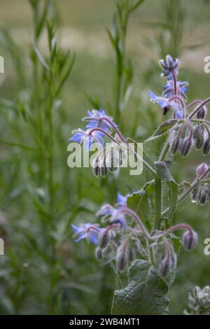 Fiori di borragine blu in un giardino di erbe, Saskatchewan, Canada Foto Stock
