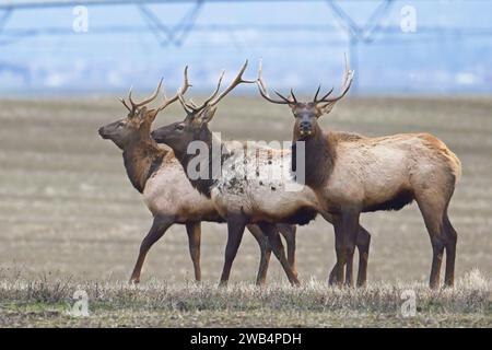 Tre grandi alci provenienti da una mandria si trovano in un campo agricolo situato nel nord dell'Idaho nel mese di dicembre. Foto Stock