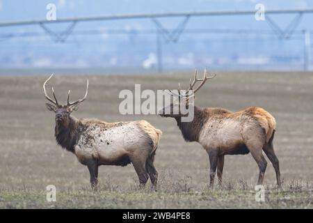 Due alci di una mandria si trovano in un campo agricolo situato nel nord dell'Idaho durante dicembre. Foto Stock