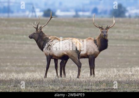 Due alci di una mandria si trovano in un campo agricolo situato nel nord dell'Idaho durante dicembre. Foto Stock