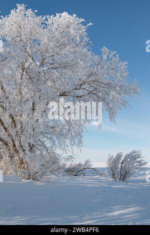 Hoar Frost Covered Tree in Saskatchewan, gennaio 2023 Foto Stock