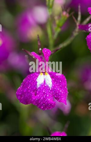 Foto macro di un fiore di lobelia rosa (lobelia erinus) ricoperto di goccioline di rugiada Foto Stock