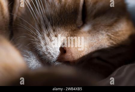 Una vista ravvicinata del naso di un ginger mentre dorme alla luce del sole Foto Stock