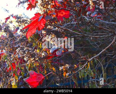 Arbusti rossi colorati in autunno, mostra i regali di frutti di bosco e fiori della natura Foto Stock