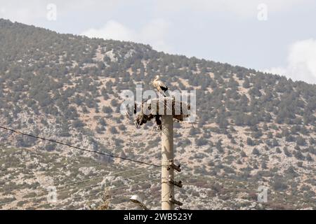 Nido di cicogne e cicogne su un lampione Foto Stock