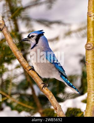 Vista ravvicinata del Blue Jay, arroccato su un ramo di alberi con lo sfondo della foresta sfocata nel suo ambiente e habitat circostante. Foto di Jay. Ritratto. Foto Stock