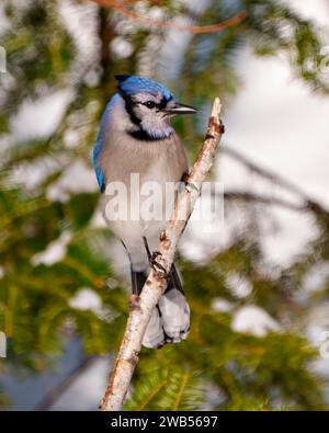 Vista frontale del profilo Blue Jay, appollaiato su un ramo di betulla con uno sfondo di foresta sfocato nel suo ambiente e habitat circostante. Foto Stock