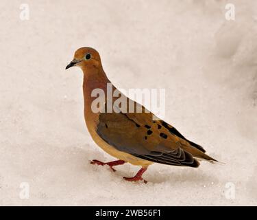 Vista ravvicinata di Dove in lutto sulla neve con uno sfondo bianco nel suo ambiente e nell'ambiente circostante. Immagine della colomba in lutto. Foto Stock