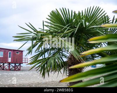 Palme sullo sfondo di un cielo grigio nuvoloso. Cabina di soccorso in mare in bassa stagione. I bagnini non funzionano. Inverno in mare. Foto Stock