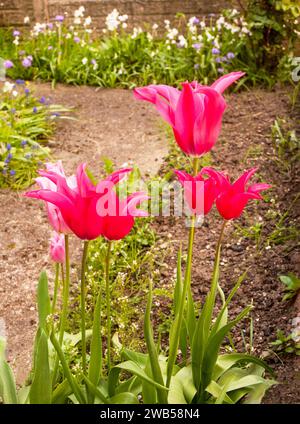 Tulipa Dolls Minuet.un tipo di giglio che fiorisce in tarda primavera, bicolore di tulipani rossi e verdi tenui appartenenti al gruppo di tulipani della Divisione viridiflora 8 Foto Stock