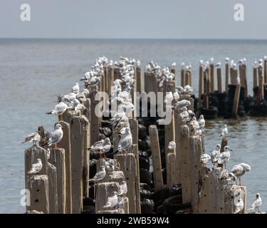 Una colonia di gabbiani si trova su pilastri di cemento sul mare, Thailandia Foto Stock