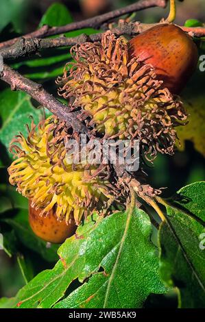 Quercia di tacchino (Quercus cerris), Fagaceae. Albero deciduo. pianta selvatica. Acorn, frutta. Foto Stock