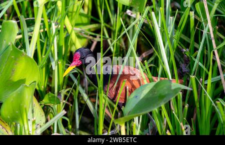 Adulto Wattled Jacana (Jacana jacana) in Brasile Foto Stock