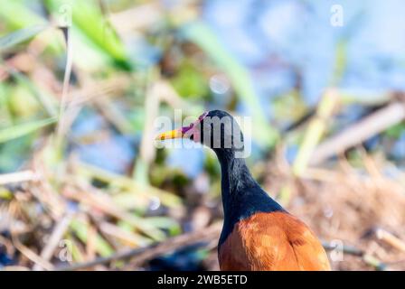 Adulto Wattled Jacana (Jacana jacana) in Brasile Foto Stock