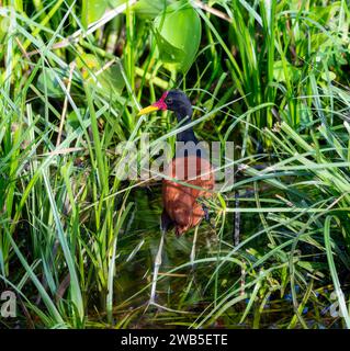 Adulto Wattled Jacana (Jacana jacana) in Brasile Foto Stock