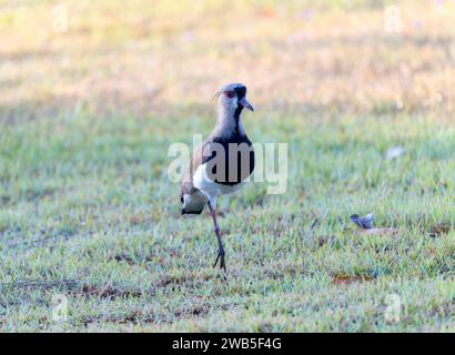 Lapwing meridionale (Vanellus chilensis) in Brasile Foto Stock