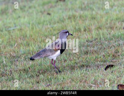 Lapwing meridionale (Vanellus chilensis) in Brasile Foto Stock