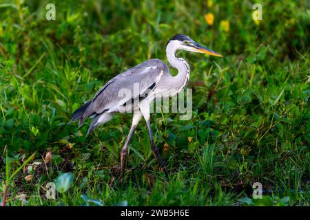 Cocoi Heron (Ardea cocoi) in Brasile Foto Stock