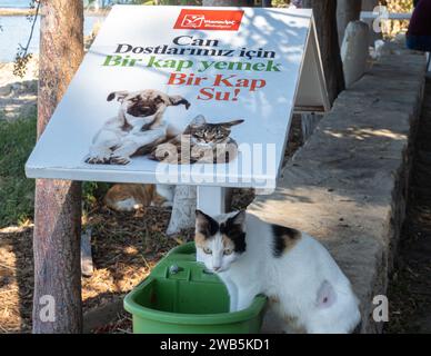 Vassoio di cibo per gatti selvatici per le strade di Side Antalya Foto Stock