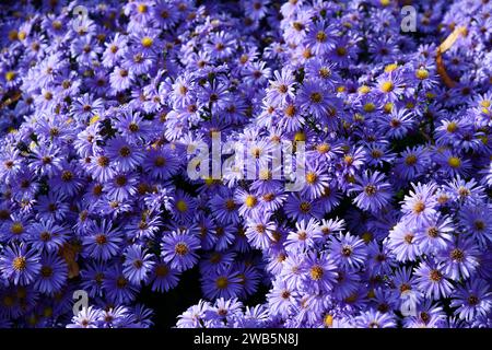 Soffici viola in giardino Foto Stock