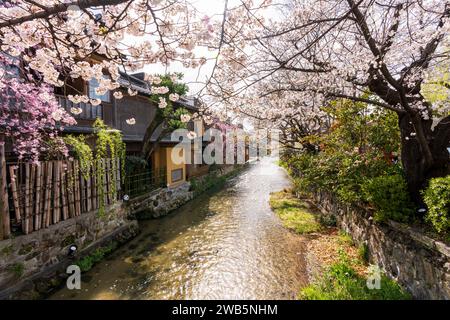 I ciliegi fioriscono lungo il fiume Gion Shirakawa. Vecchie case popolari giapponesi. Foto Stock