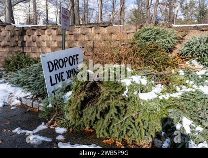 Pila di alberi di Natale da riciclare in un complesso di appartamenti Foto Stock