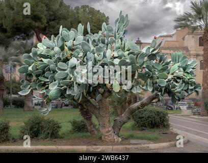 Vecchia pianta di fico d'India gigante (Opuntia ficus indica) in un giardino nel centro di Catania, Sicilia, Italia Foto Stock