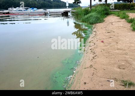 Verdeggiante stagno in agosto, lungo il bordo del lago Viljandi, Estonia. Foto Stock