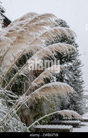 San Gallo, Svizzera, 28 novembre 2023 piante coperte di neve fresca caduta nell'orto botanico Foto Stock