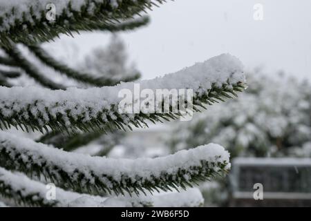 San Gallo, Svizzera, 28 novembre 2023 neve fresca si sentiva sui rami dell'orto botanico Foto Stock