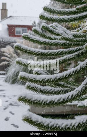 San Gallo, Svizzera, 28 novembre 2023 neve fresca si sentiva sui rami dell'orto botanico Foto Stock